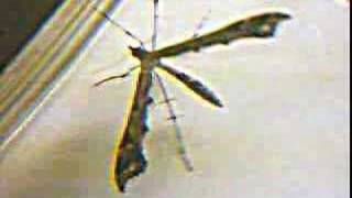 Scimitar Wing Moth