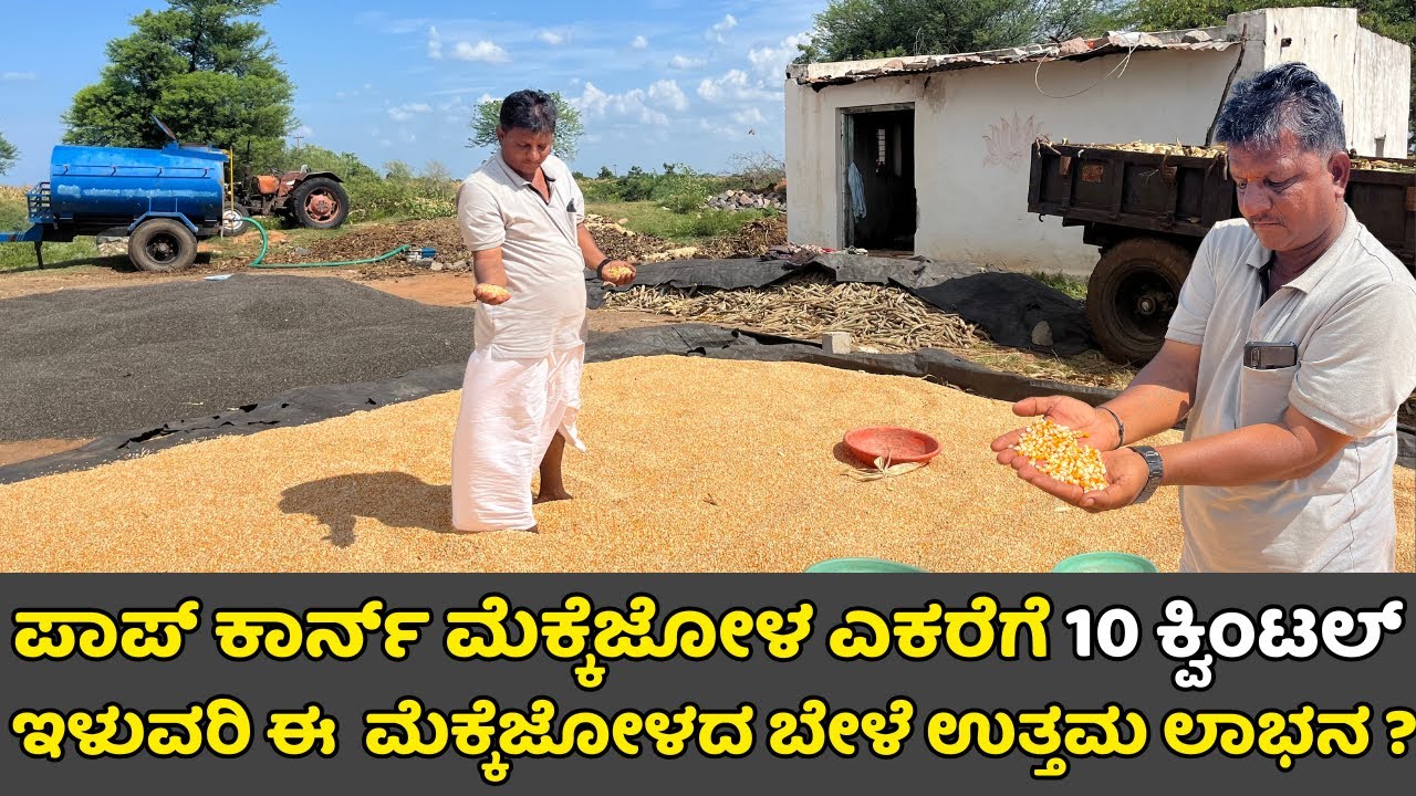 ಪಾಪ್ ಕಾರ್ನ್ ಮೆಕ್ಕೆಜೋಳ ಎಕರೆಗೆ 10 ಕ್ವಿಂಟಲ್ ಇಳುವರಿ ಈ  ಮೆಕ್ಕೆಜೋಳದ ಬೇಳೆ ಉತ್ತಮ ಲಾಭನ ?| pop Corn farming