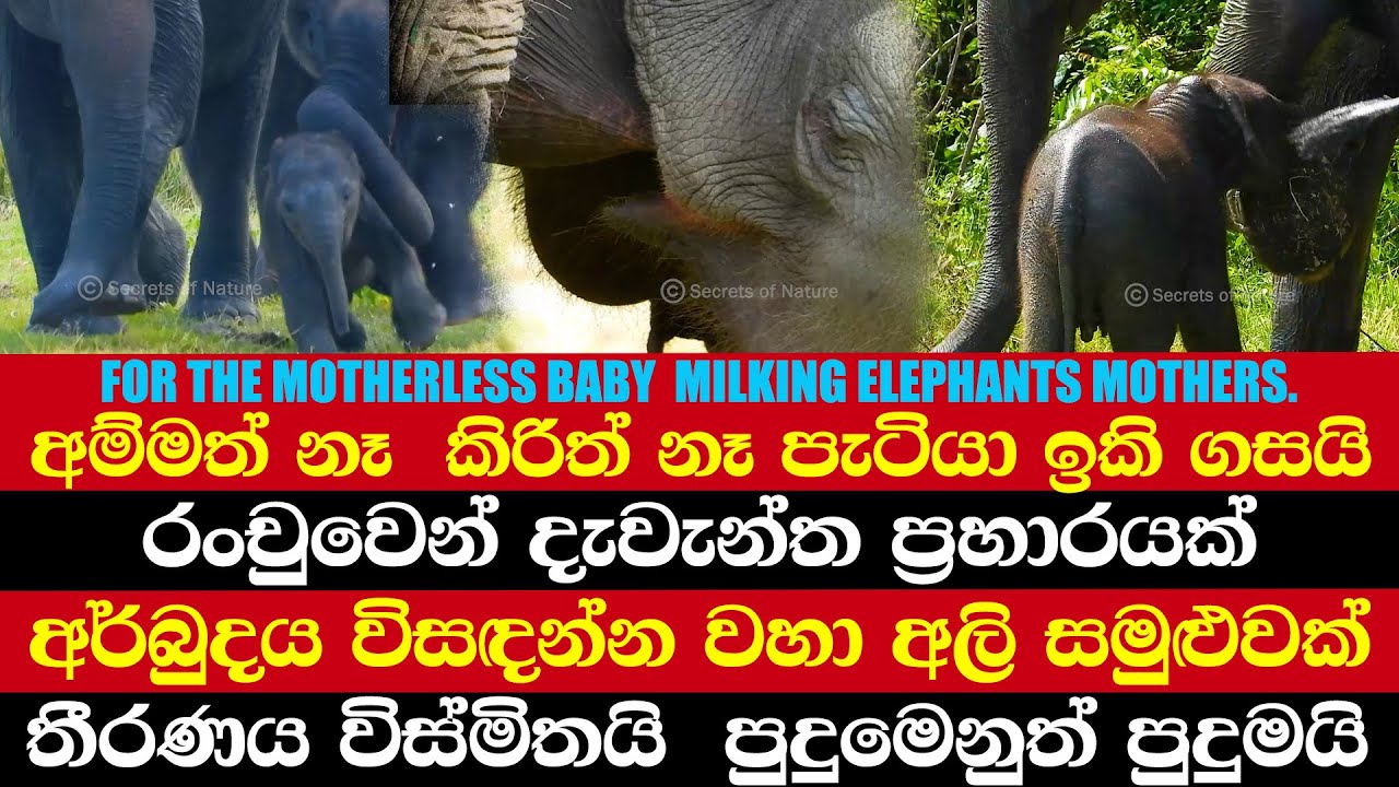 අම්මත් නෑ  කිරිත් නෑ පැටියා ඉකි ගසයි | රංචුවෙන් දැවැන්ත ප්‍රහාරයක් | අර්බුදය විසඳන්න වහා  සමුළුවක්