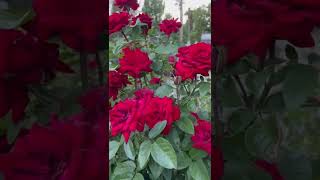 Миллион алых роз | Алла Пугачёва | million roses🌹Nature is my happy place #shorts #beautiful #rose