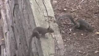 SQUIRRELS FIGHT OVER NUTS