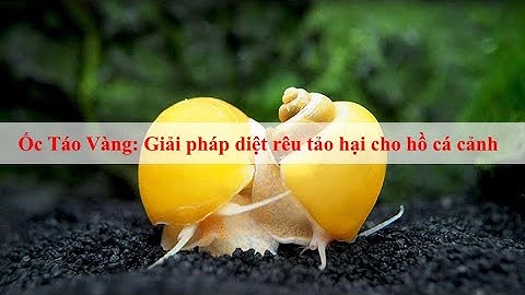 Ốc Táo Vàng: Giải pháp diệt rêu tảo hại an toàn cho hồ cá cảnh