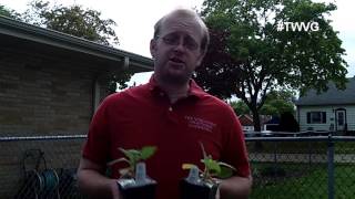 What is a Yacon and Where to Get Them? quick tip