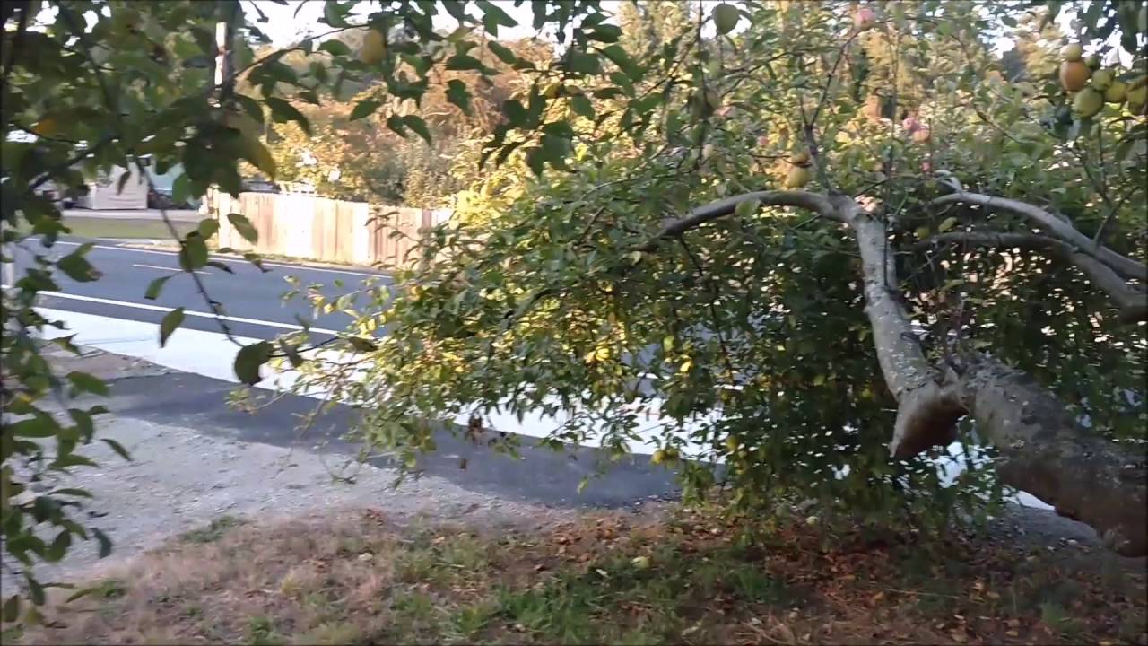 Bellflower Apple Tree YouTube