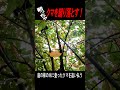 爺っちゃ クマを蹴り落とす!