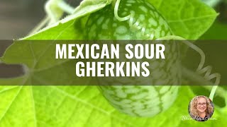 Mexican Sour Gherkins