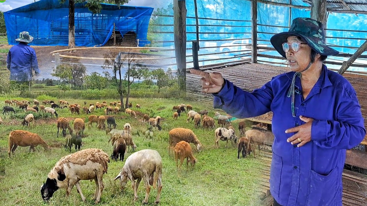 วิธีเลี้ยงแกะงบน้อยมีแกะนับร้อยตัว ทำคอกแกะแบบราคาประหยัด