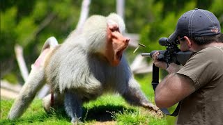 Hunting baboons with guns 😱👌👍 Part 1