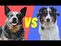 Blue Heeler VS Australian Shepherd - Compare and contrast these dog breeds