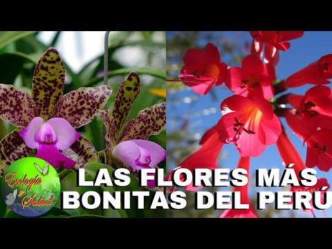 LAS FLORES MAS BONITAS DEL PERÚ