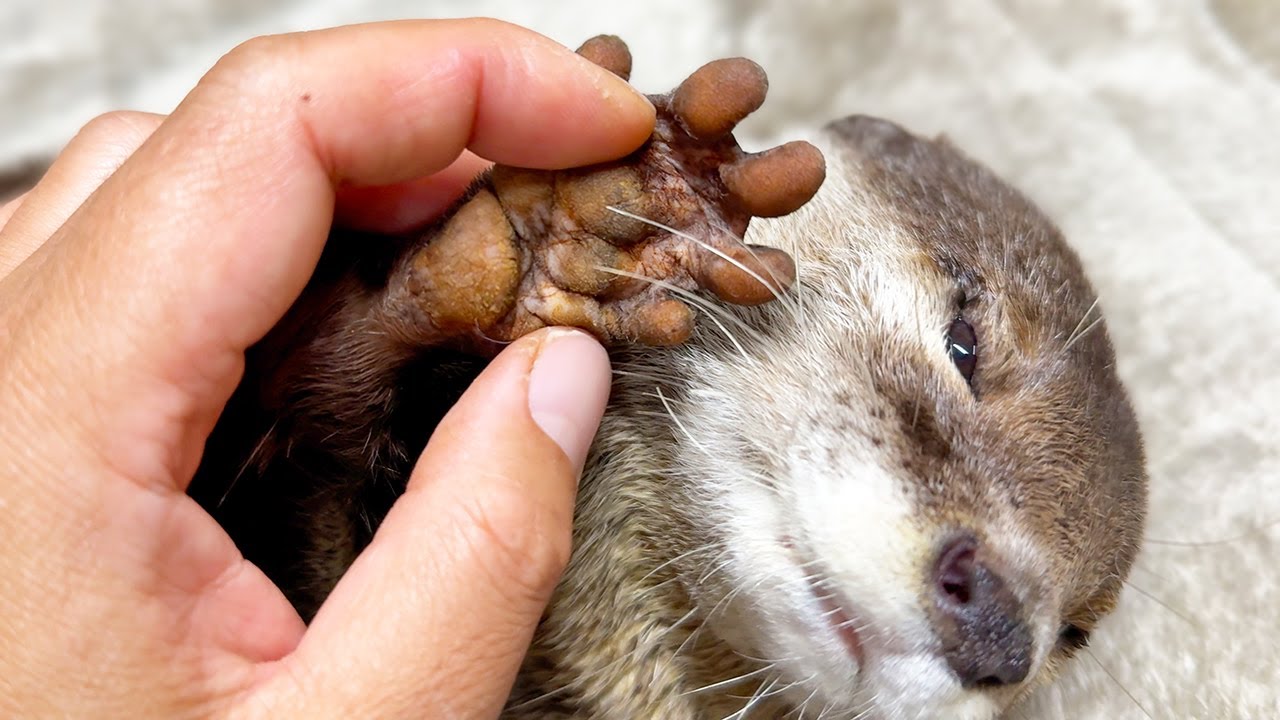 [Оригинальное видео] Уход за лапами выдры и его секреты