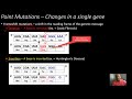 Gene Mutations 101