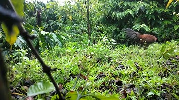 bẫy gà rừng 19/2/2022 mã mái lập công bổi tơ