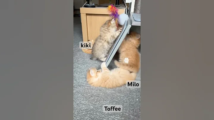 Video 8164461: cute british longhair kitten, cutecat british, kitten pets funnycat cutecat