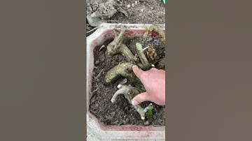 Cách mà tôi làm một cây Lộc vừng Mini nhỏ xinh #bonsaimini #bonsai