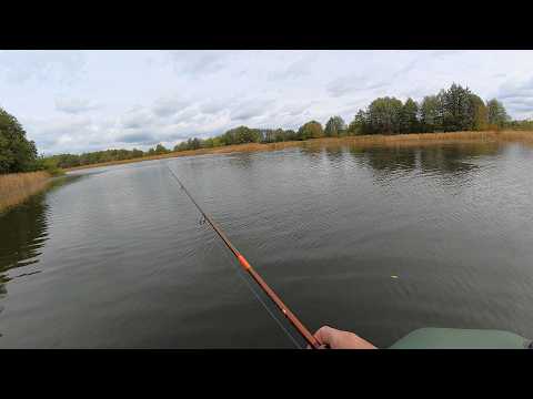 A PERCH THE SIZES OF A PIKE! With a perch like that, you don't even need a pike! Fall spin fishing.