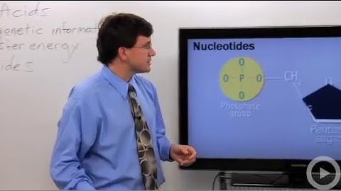 Nucleic Acids