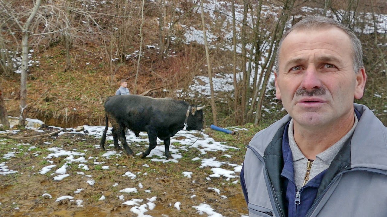 Ima farmu krava i svakome bi ovaj sistem preporučio, ovo je rahatluk