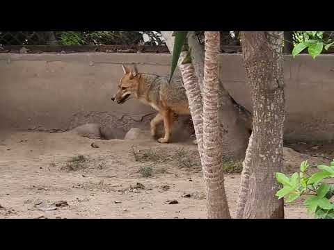 Colpeo fox