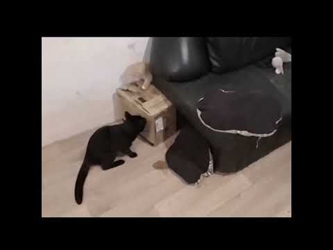 kittens