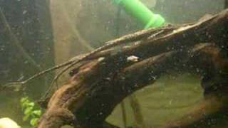 Farlowella cf. platorynchus laichen/spawn
