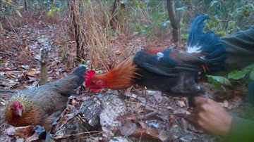 Cuab qaib sawv ntxov tuaj zoo heev mag Kiag 7/3/2020