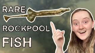 Finding Rare Fish Rockpooling In Uk - Sea Sticklebacks And Transparent Fish Rockpooling Vlog