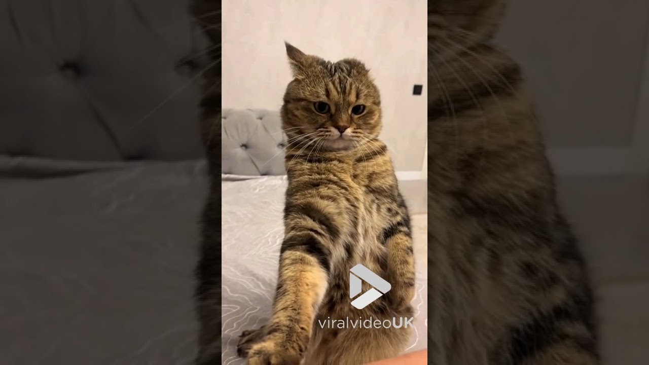 Cat grabs owners skin during play time || Viral Video UK