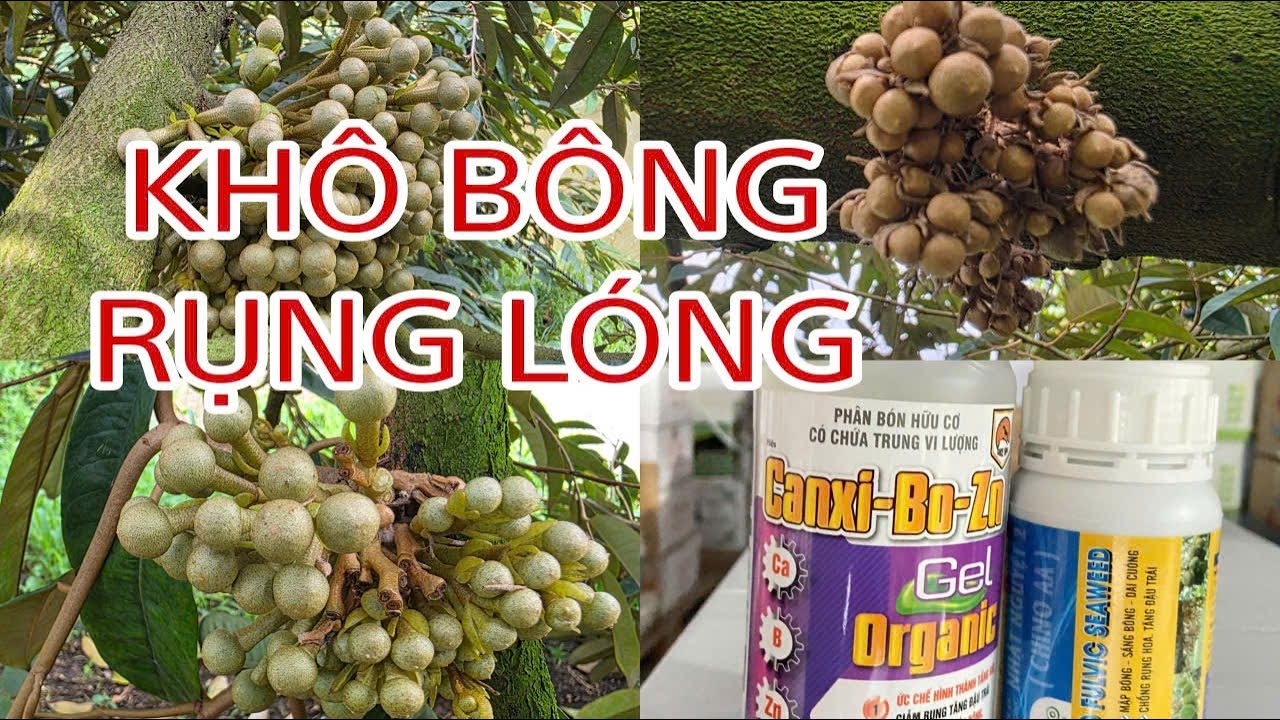 Nguyên nhân và cách xử lí Khô Bông_Rụng Lóng giai đoạn sau ra hoa.