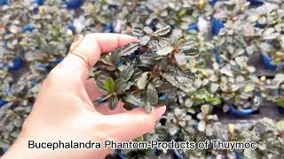 Bucephalandra Phantom-www.thuymoc.com.vn