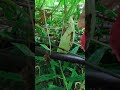 Today mini blog...#minivlog #villagelife #food #heavyrainyday