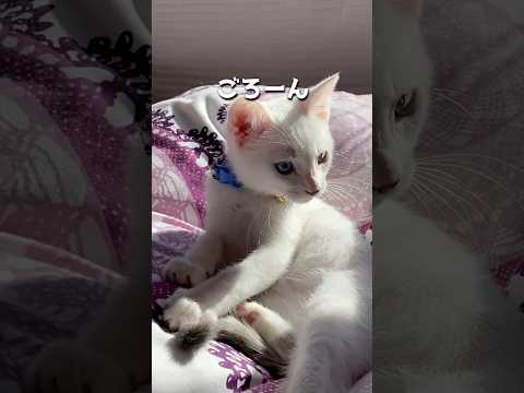 5年前から同じ場所で日向ぼっこする弟猫が可愛い