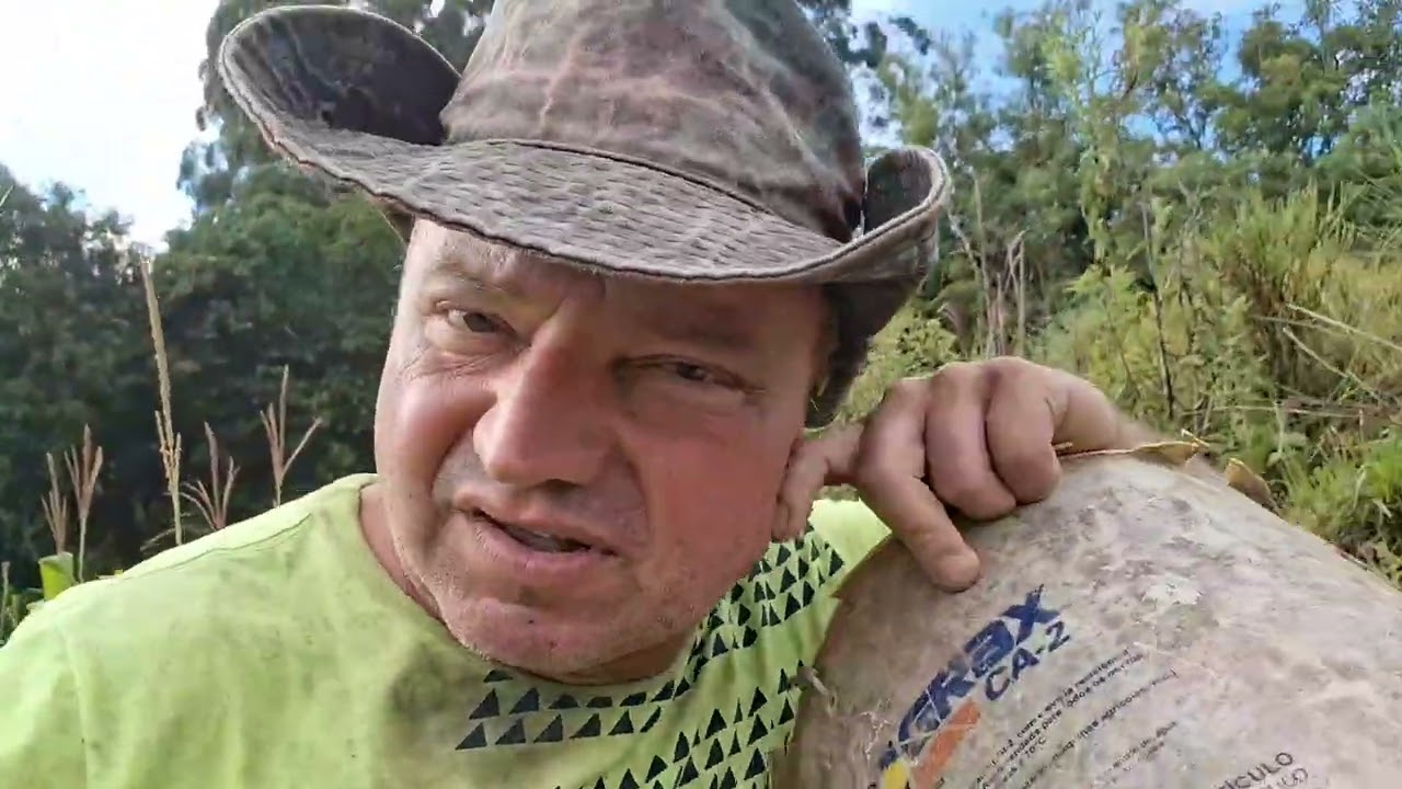 Primeira colheita de milho verde no sítio.