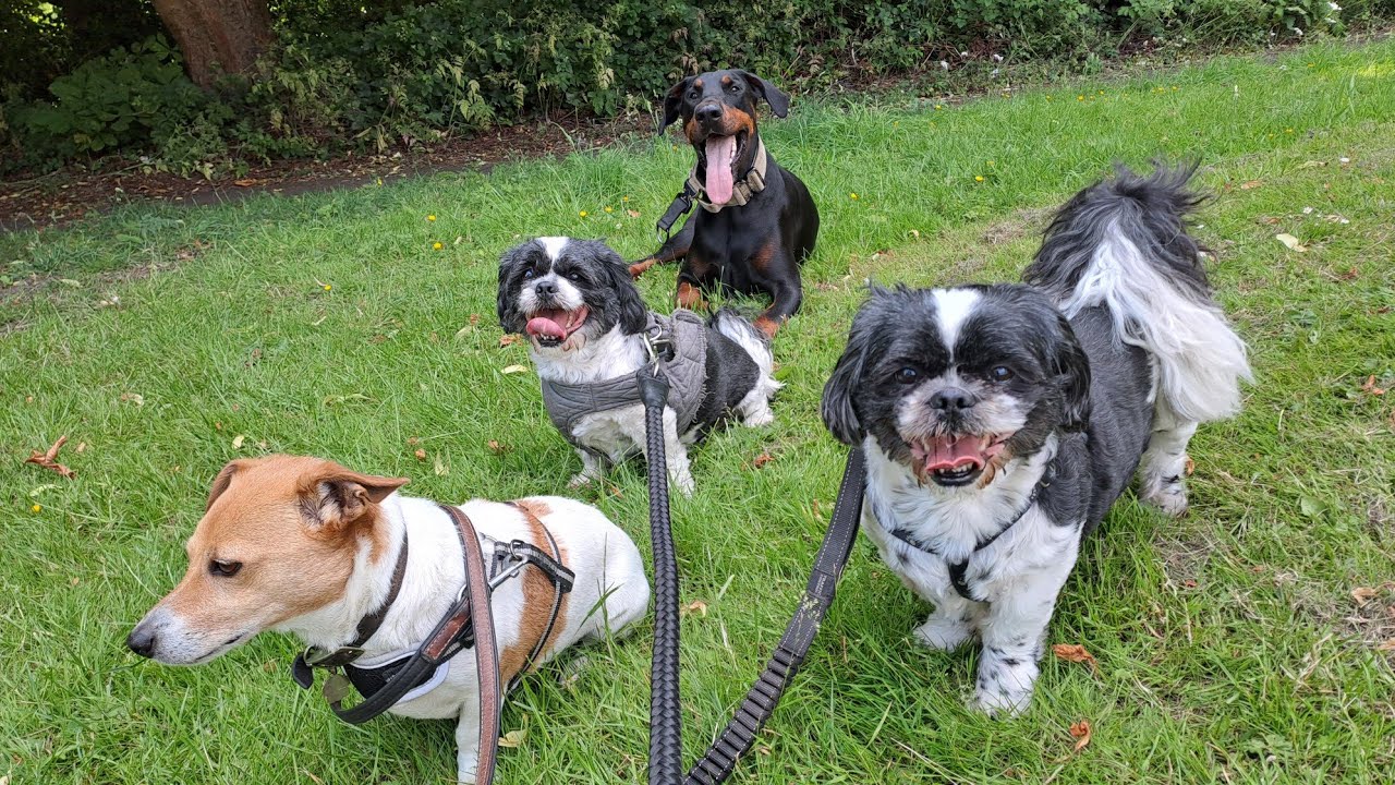 Pack Of Dogs Walk Calmly On Lead