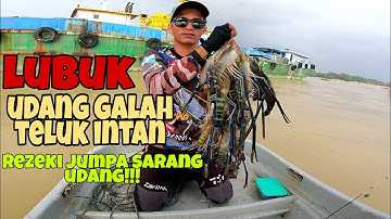 rezeki jumpa sarang udang galah sungai Perak Teluk intan
