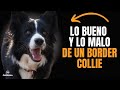 🐶 VENTAJAS Y DESVENTAJAS de tener un BORDER COLLIE