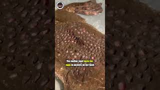 Dont Watch This Suriname Toad If You Have Trypophobia