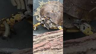 Yellow SPIDEY 🕷️ the Box Turtle in isolation cause he’s BITING 🦷 everyone! 🐢🥊🔥