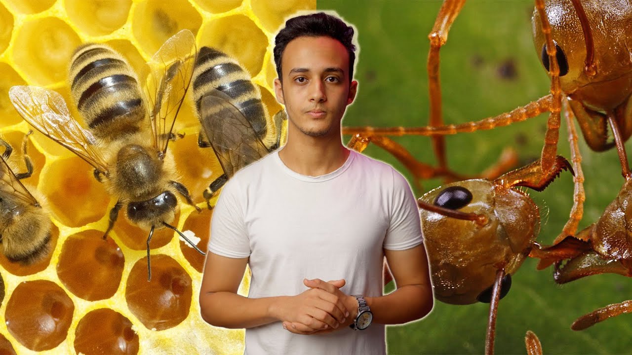 هل أخطأ القرآن في علم الحيوان؟ (النمل والنحل) | تحاليل 43 حسام مصطفى
