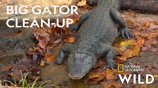 Cleaning the Gator Pool | Secrets of the Zoo
