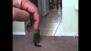 Nano - Cat! | Нано-кот из Сколково!