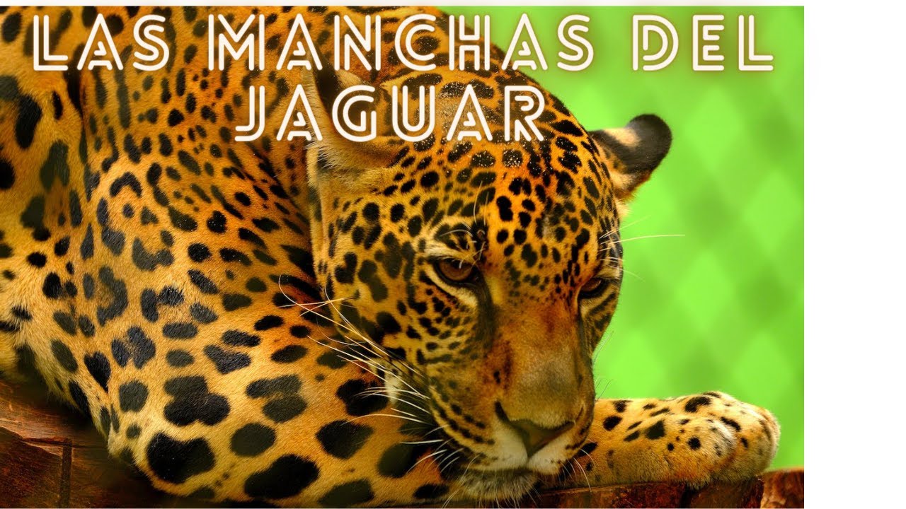 LAS MANCHAS DEL JAGUAR#HISTORIA PARA REFLEXION - YouTube