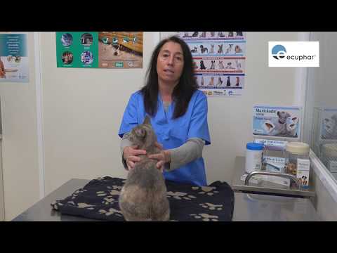 Video: Administrar medicamentos inyectables a su gato