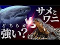 サメVSワニ?弱肉強食を制する水中最強ハンター2種を徹底比較&解説!【巨大ワニ】【人食いザメ】