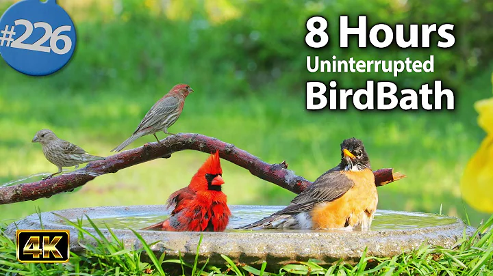 😻 Relaxing Bird Bath, 8 Hours of Birds 🐦 Splashing Water Sounds Uninterrupted CatTV @LensMyth