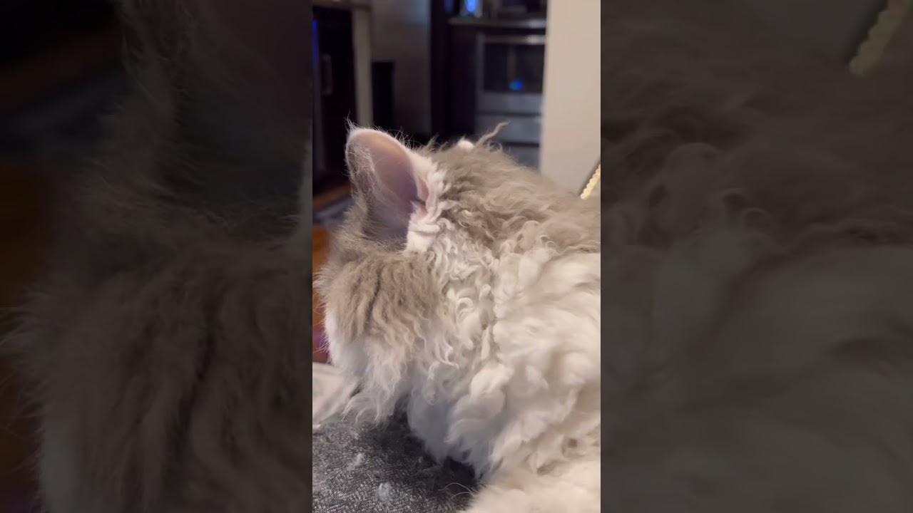 HICC Groom! – Cat Skin Care