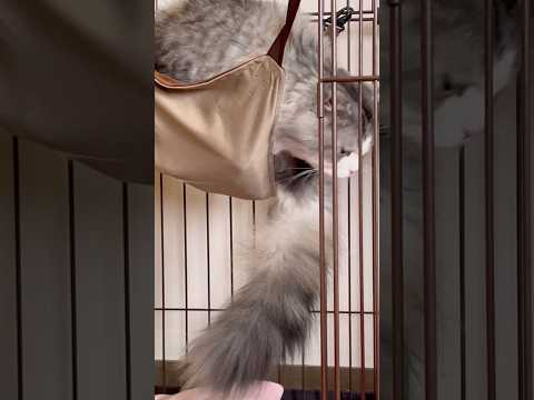 #尻尾 #ねこ #cat #猫猫#pets #おうちゃん #スコティッシュフォールド
