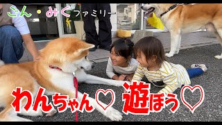 「わんちゃん♡遊ぼう♡」　今日のごん・みく♡　秋田犬【ごん・みく チャンネル】