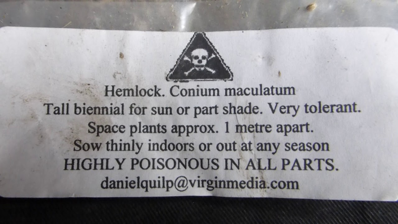 Hemlock Seeds - Conium maculatum - Óðjurt  - Beiskjusveipur - Blómafræ - Eitraðar plöntur