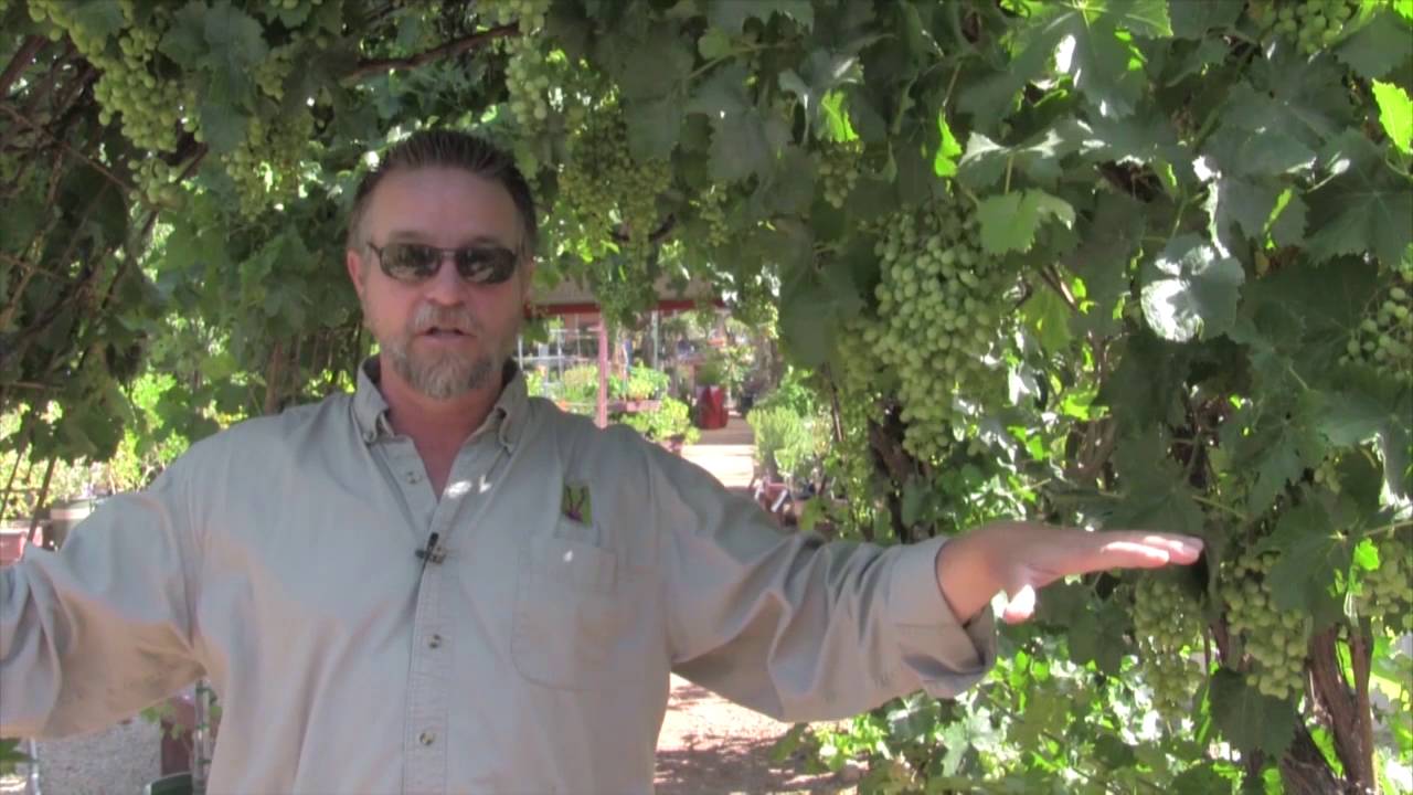 Grapes Grow Easily in Tucson AZ with Ian Clark from Civano Nursery YouTube